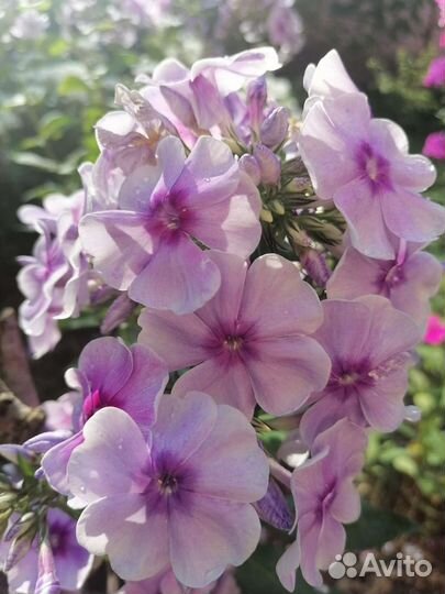 Флоксы, хризантем, монарда двух сортов