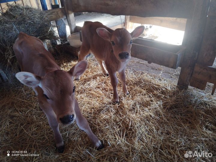 Джерсийская и Швицкая телочка
