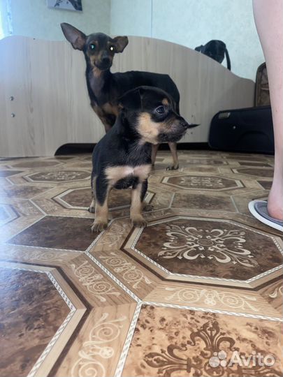 Мини той-терьер щенки