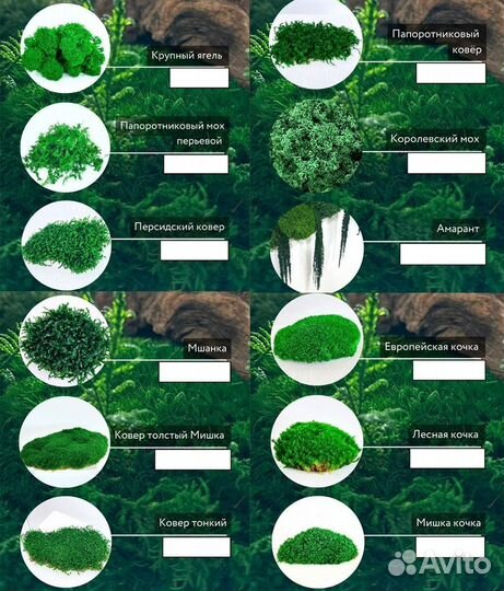 Стабилизированный мох ягель папоротник кочка