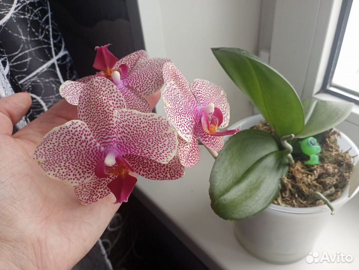 Орхидеи : парфюмерная фабрика, Сезам, торино