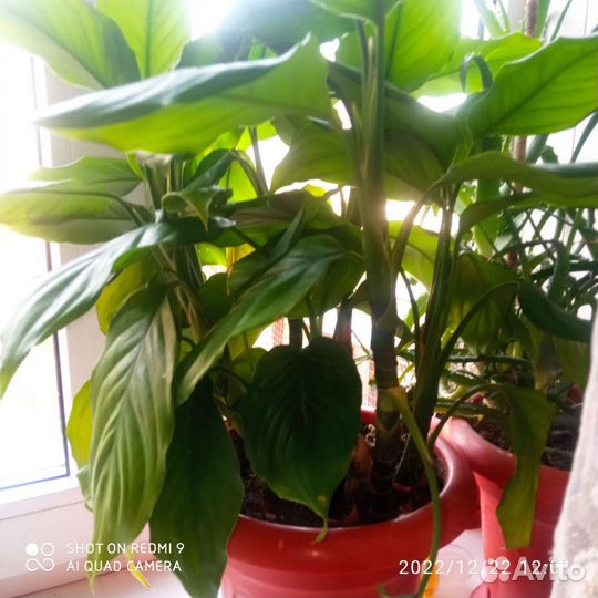 Комнатные цветы