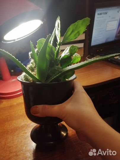 Кактусница