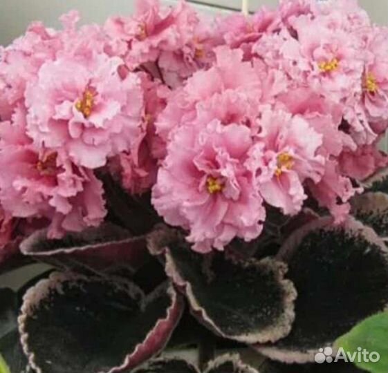 Сортовая фиалка Одалиска