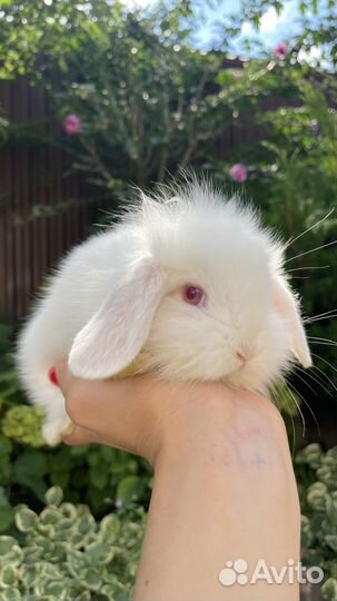 Вислоухие малыши