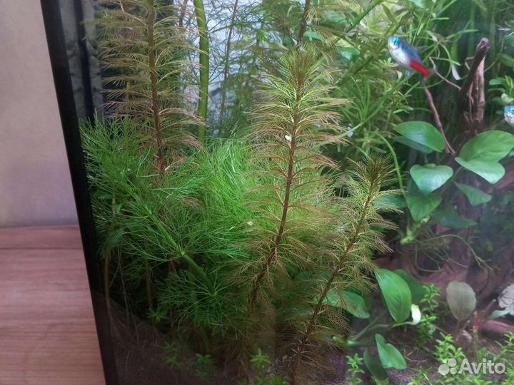 Аквариумные растения