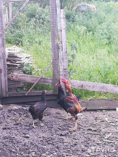 Бойцовые петухи