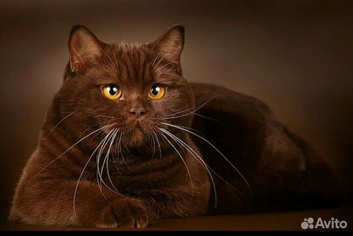 Продам котят