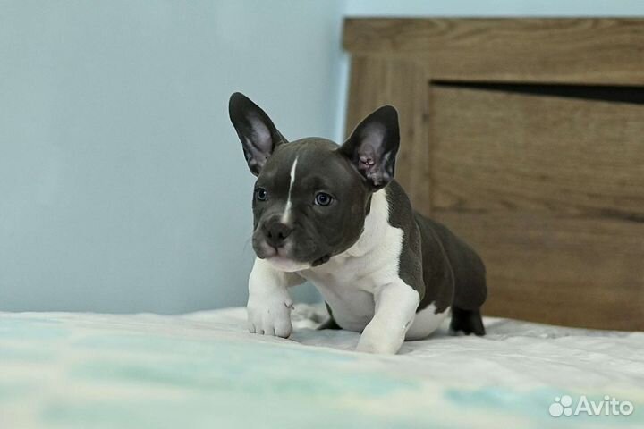 Щенок Американского Булли