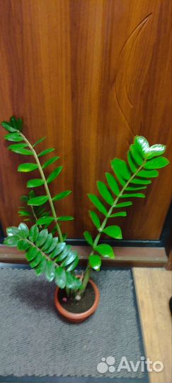 Замиокулькас