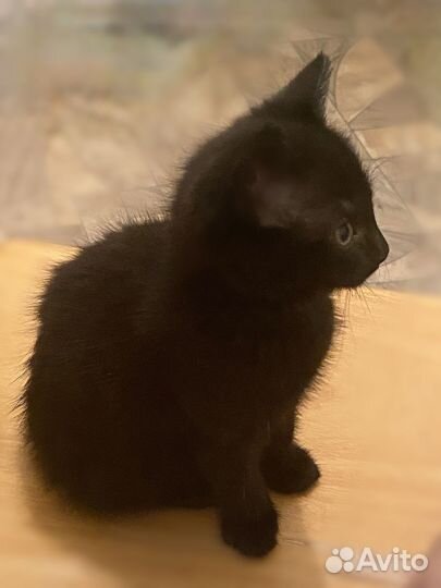 Котенок бесплатно