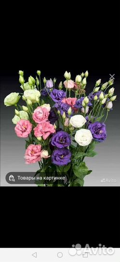 Семена Глоксинии, Эустомы, Стрептокарпуса