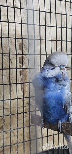 Выстовочный волнистый попугай чех