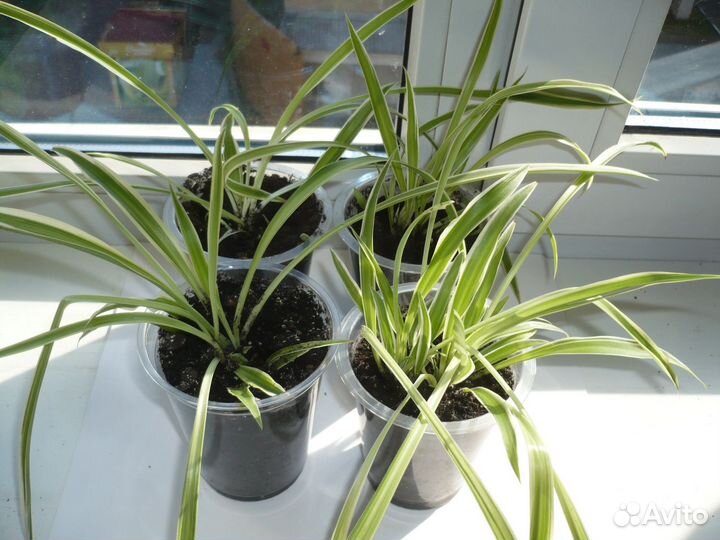 Хлорофитум