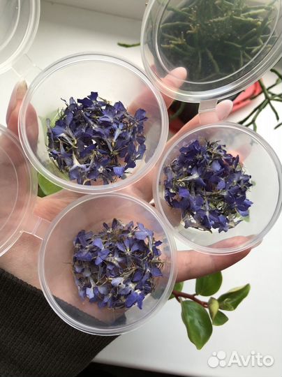 Сухоцветы лобелии синей