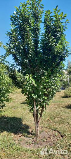 Сливы синие И желтые ежевика, каштан, ели, калина