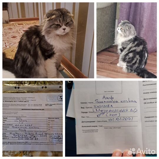 Котик в семью