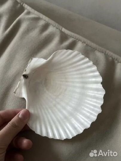 Раковина морская морской гребешок