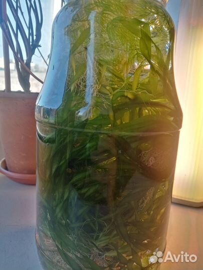 Водоросли аквариумные ассорти (прополка)