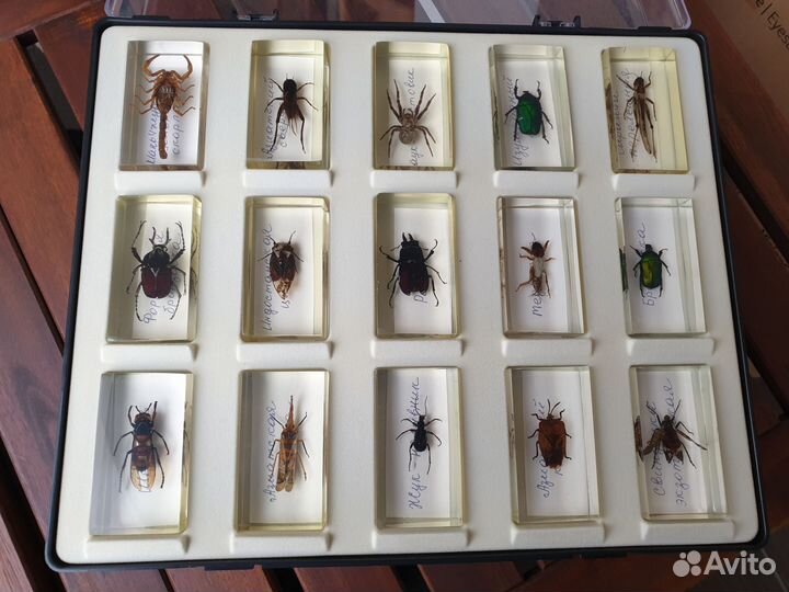 Насекомые и их знакомые коллекция
