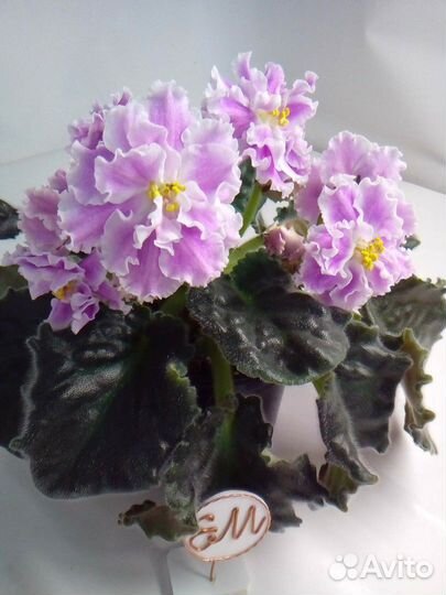 Актуальный список деток фиалок