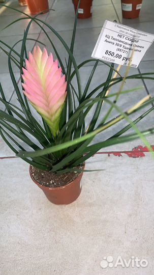 Комнатные цветы