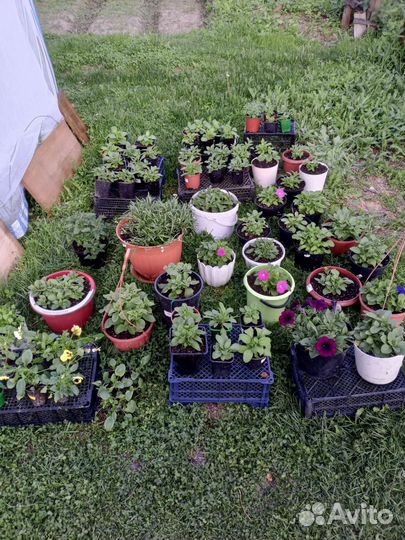 Рассада томатов и перцев