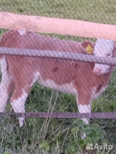 Телочки бычки