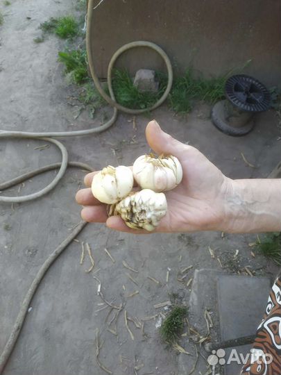 Лилия. Сорт глок