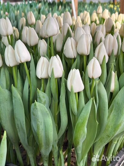 Тюльпаны букет с доставкой