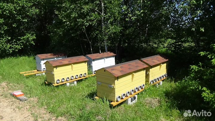 Пасека под ключ на Владимирских ульях лежаках