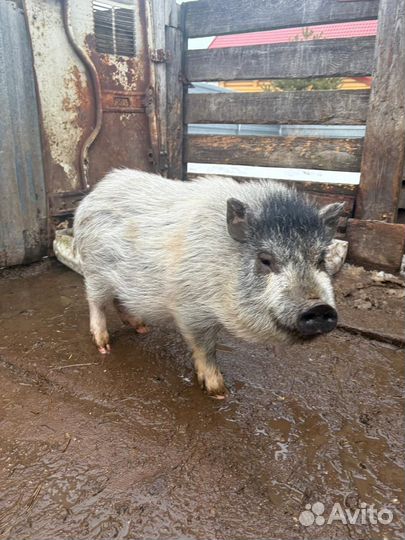 Вьетнамский хряк молодой на племя