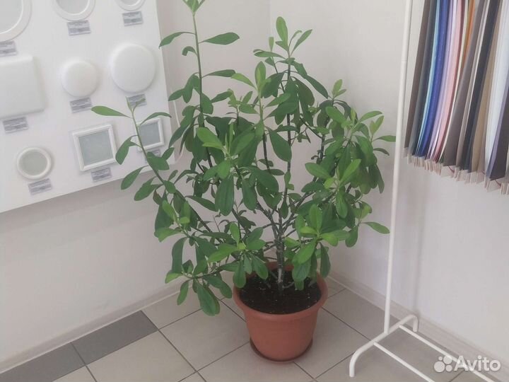 Комнатные цветы синадениум