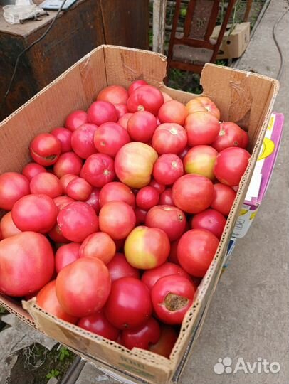 Томат 2 сорт