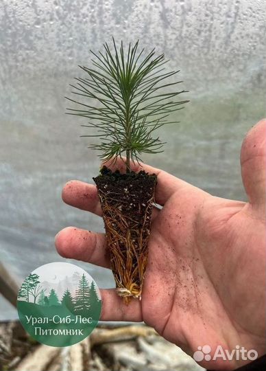 Сеянцы зкс Сосна окс Ель Лиственница Горная