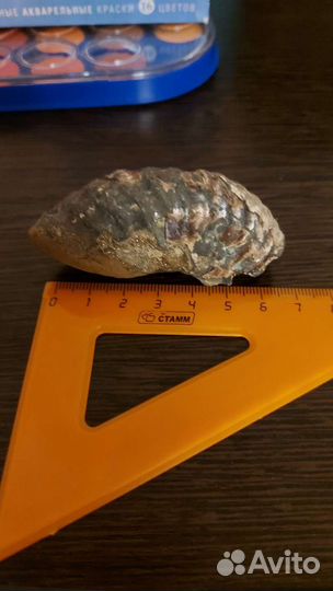 Окаменелости аммонит куриный бог