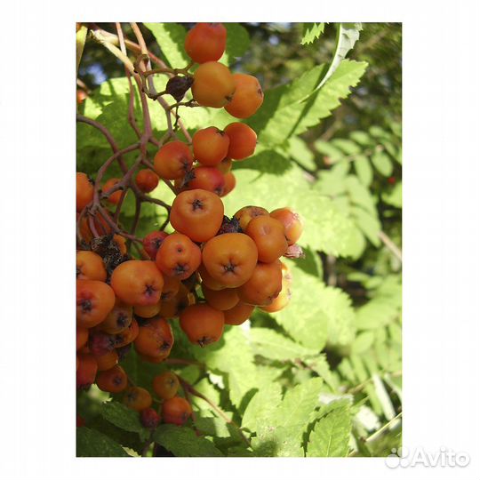 Цифровой фотоаппарат Canon PowerShot A450