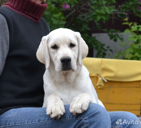Щенки лабрадора
