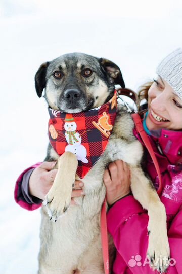 Собака с дества в приюте