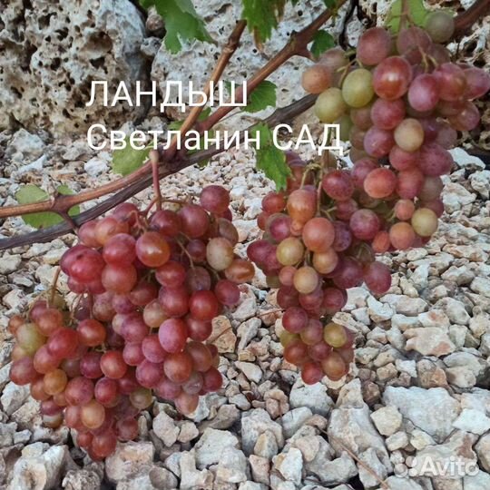 Саженцы винограда столовых сортов