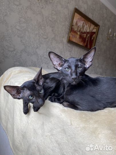 Ориентальная