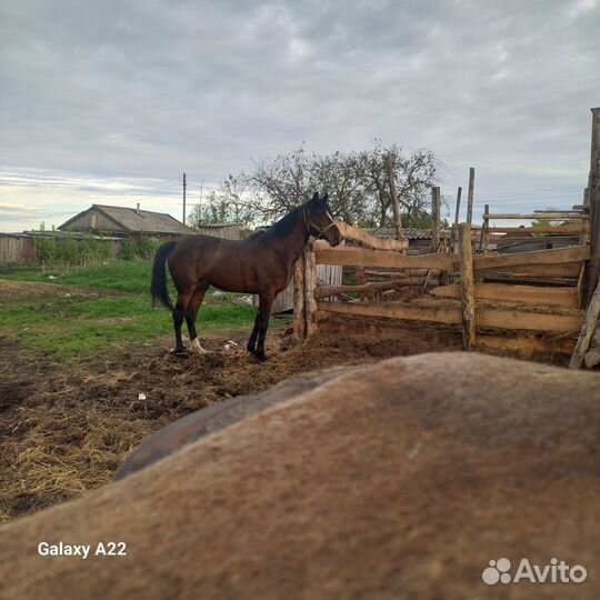 Лошадь, жеребец