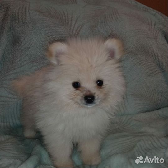 Щенки шпица