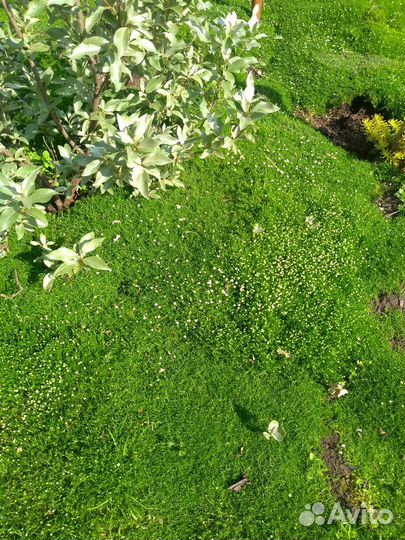 Эксклюзивный низкорослый газон - Аlena