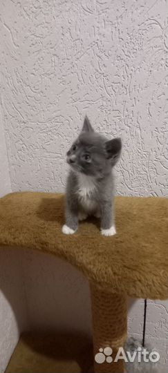 Мальчик - красавчик