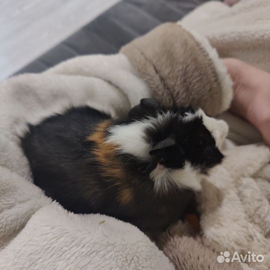 Морская свинка