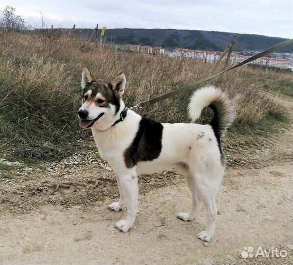 Собака в добрые руки