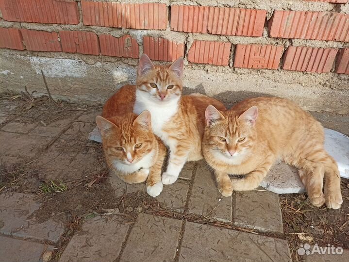 Кошки в добрые руки