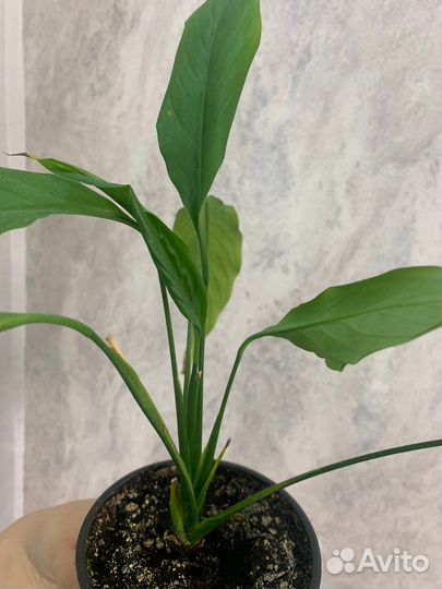 Спатифиллум