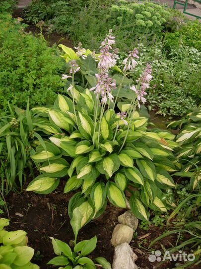 Садовые многолетние цветы 2